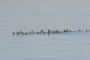 12SaltonSea - 06